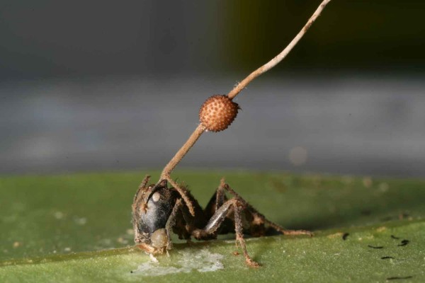 FORMIGAS ZUMBIS